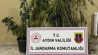 aydinda 22 kok kenevir ele gecirildi FQmKSgfl