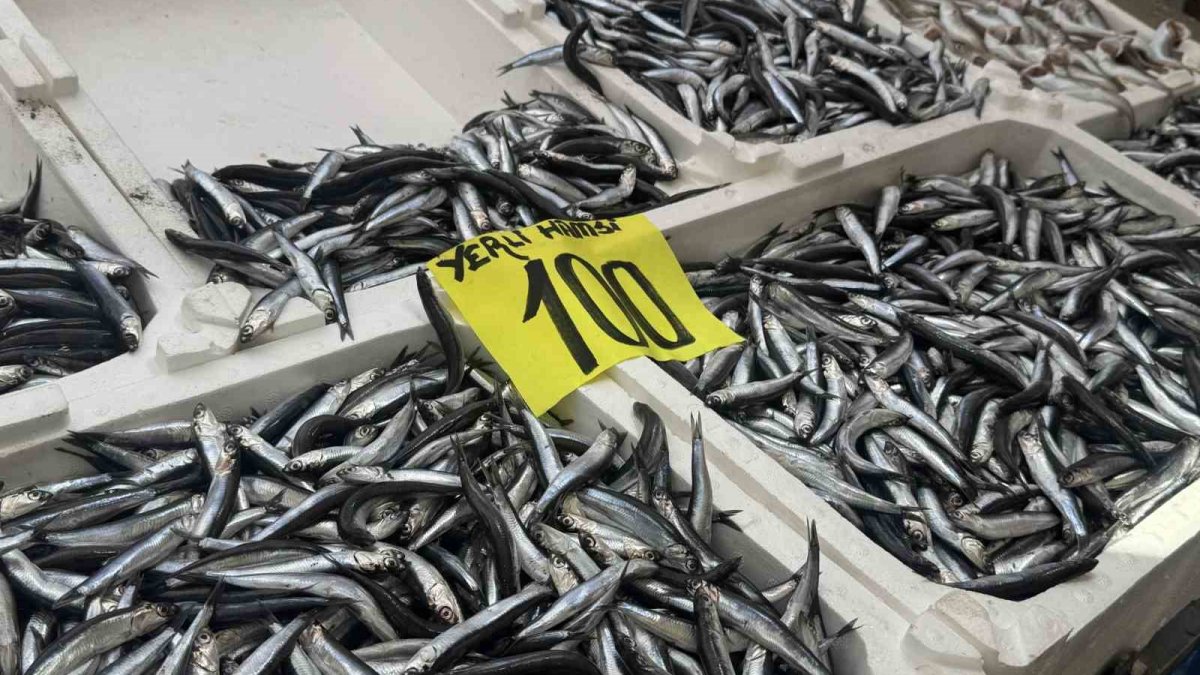 tezgahlarda hamsi bollugu aaRl25rJ