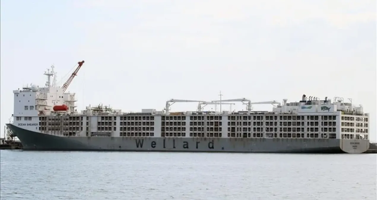 apar topar avrupanin kapisi calindi yil bitmeden yuz binlercesi turkiyeye gelecek 79gcqg1K