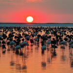 Tuz golunde gorsel solen flamingo yavrusu sayisi 5 yilin zirvesine ulasti hxtqVpDt