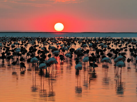 Tuz golunde gorsel solen flamingo yavrusu sayisi 5 yilin zirvesine ulasti hxtqVpDt